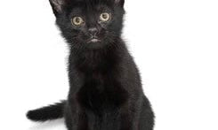 Black kitten sitting alert, showcasing the playful and affectionate nature of Bombay cats.