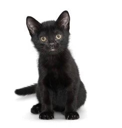 Black kitten sitting alert, showcasing the playful and affectionate nature of Bombay cats.