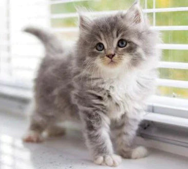 Fluffy gray and white Persian cat kitten with big eyes showcasing unique appeal.