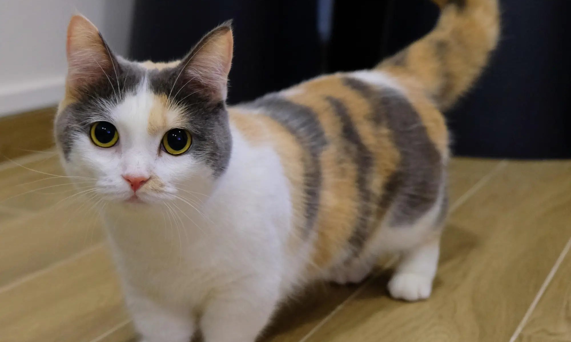 Calico cat with green eyes on wooden floor, representing the unique Munchkin cats breed.