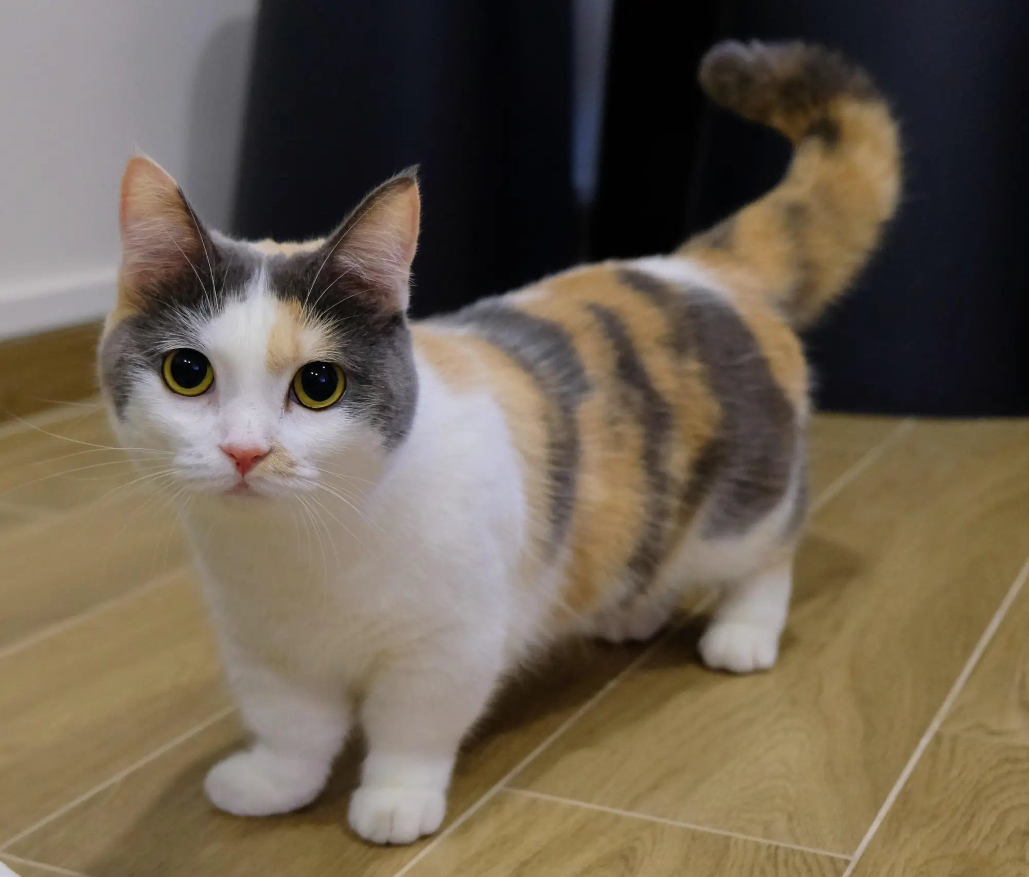 Calico cat with green eyes on wooden floor, representing the unique Munchkin cats breed.