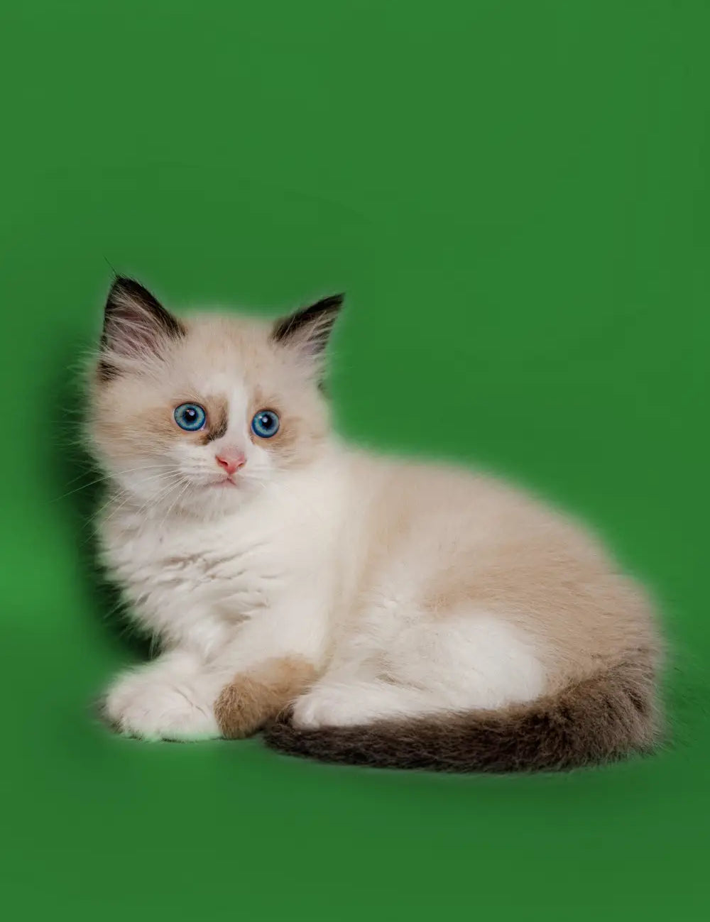 Fluffy white Ragdoll kitten with blue eyes and dark tips, perfect for purebred kitty lovers.