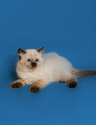 Siamese kitten with blue eyes on a blue background, perfect for Ragdoll cat grooming tips.