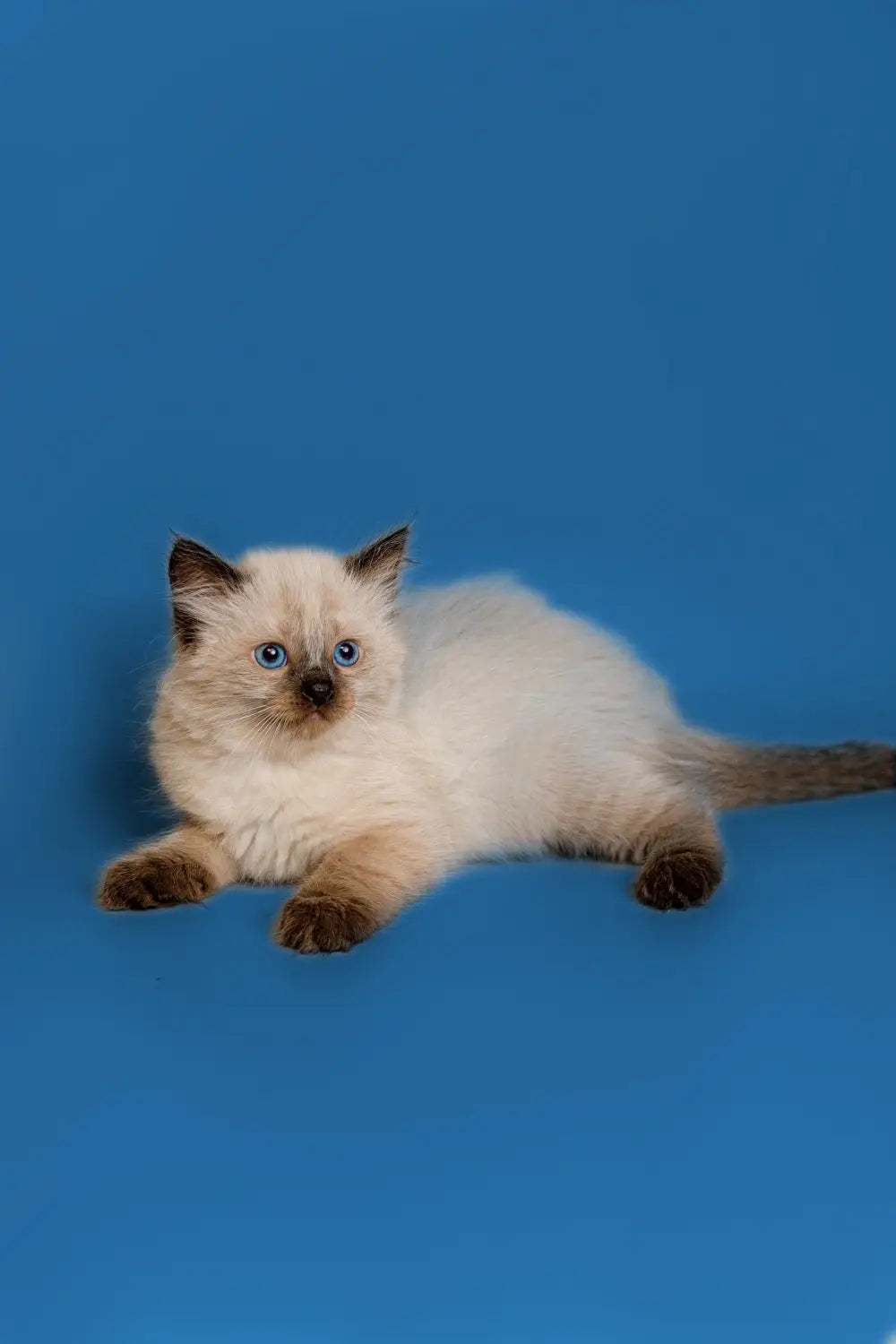 Grooming Tips for Caring for a Ragdoll Cat