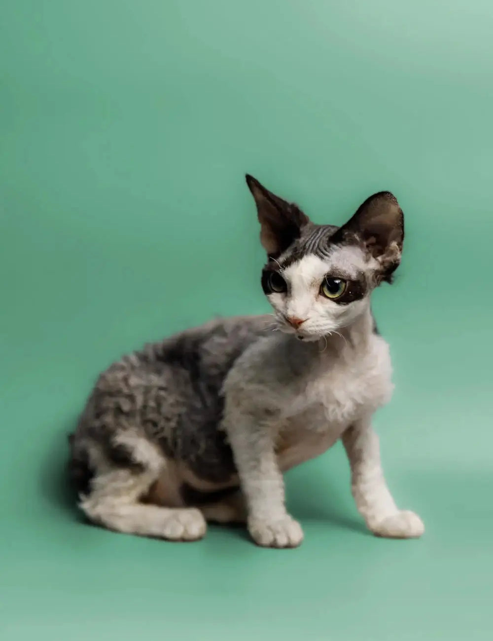 Devon Rex cat with big ears and slim body, perfect for your purr-fect plate guide.