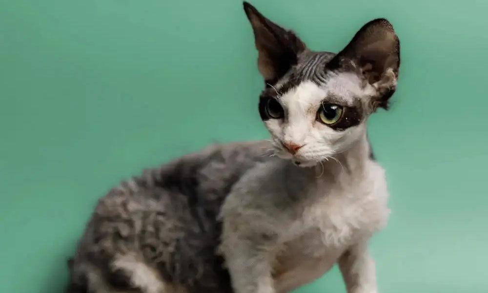 Devon Rex cat with big ears and slim body, perfect for your purr-fect plate guide.