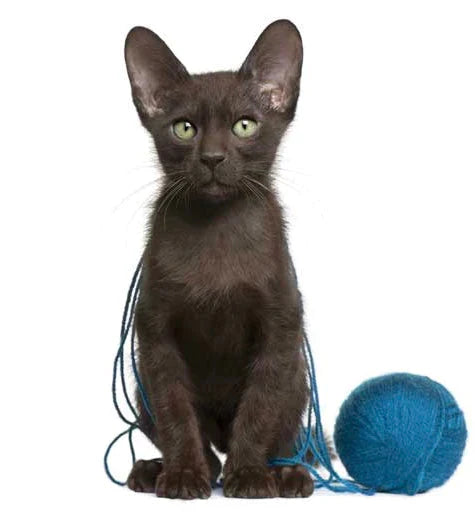 Dark brown Havana Brown cat with bright green eyes sitting by a blue yarn ball.