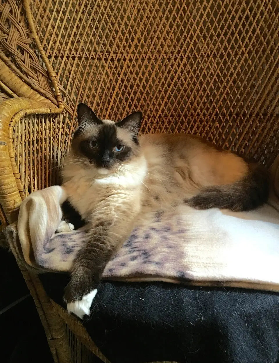 Siamese cat relaxing on a wicker chair in a guide about Himalayan cat breeds.