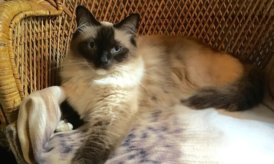 Siamese cat relaxing on a wicker chair in a guide about Himalayan cat breeds.