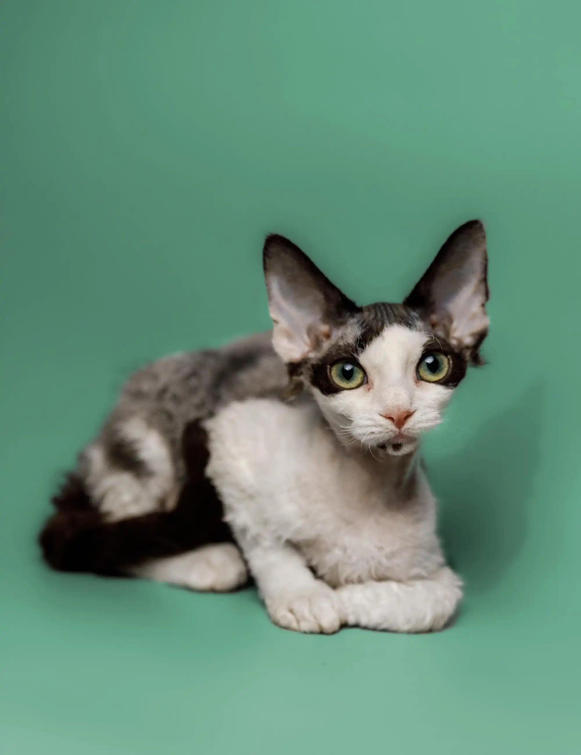 Devon Rex cat with big ears and green eyes, showcasing the breed’s unique features.