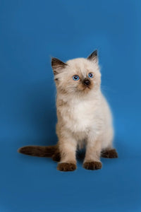 History of the Ragdoll Cat and How It Was Developed