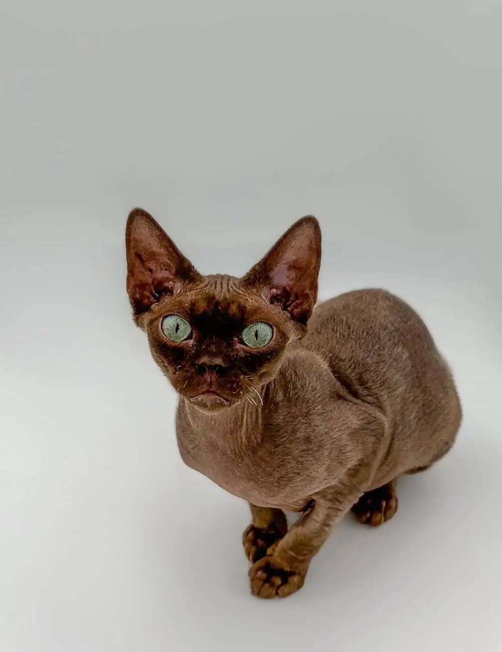 Hairless brown Devon Rex cat with striking green eyes in The History and Origin article.