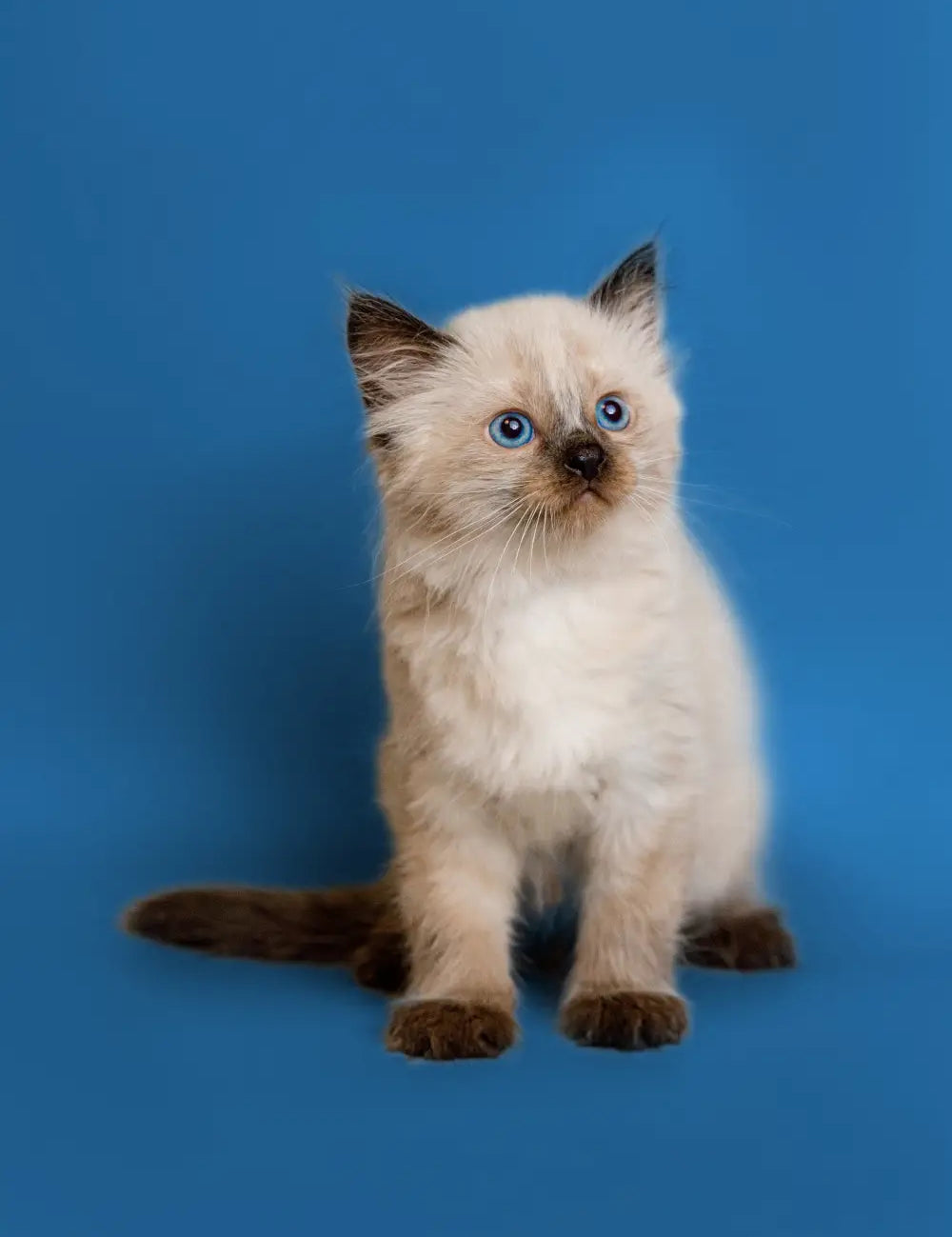 Siamese kitten with bright blue eyes, a key ancestor of the Ragdoll Cat by Ann Baker.