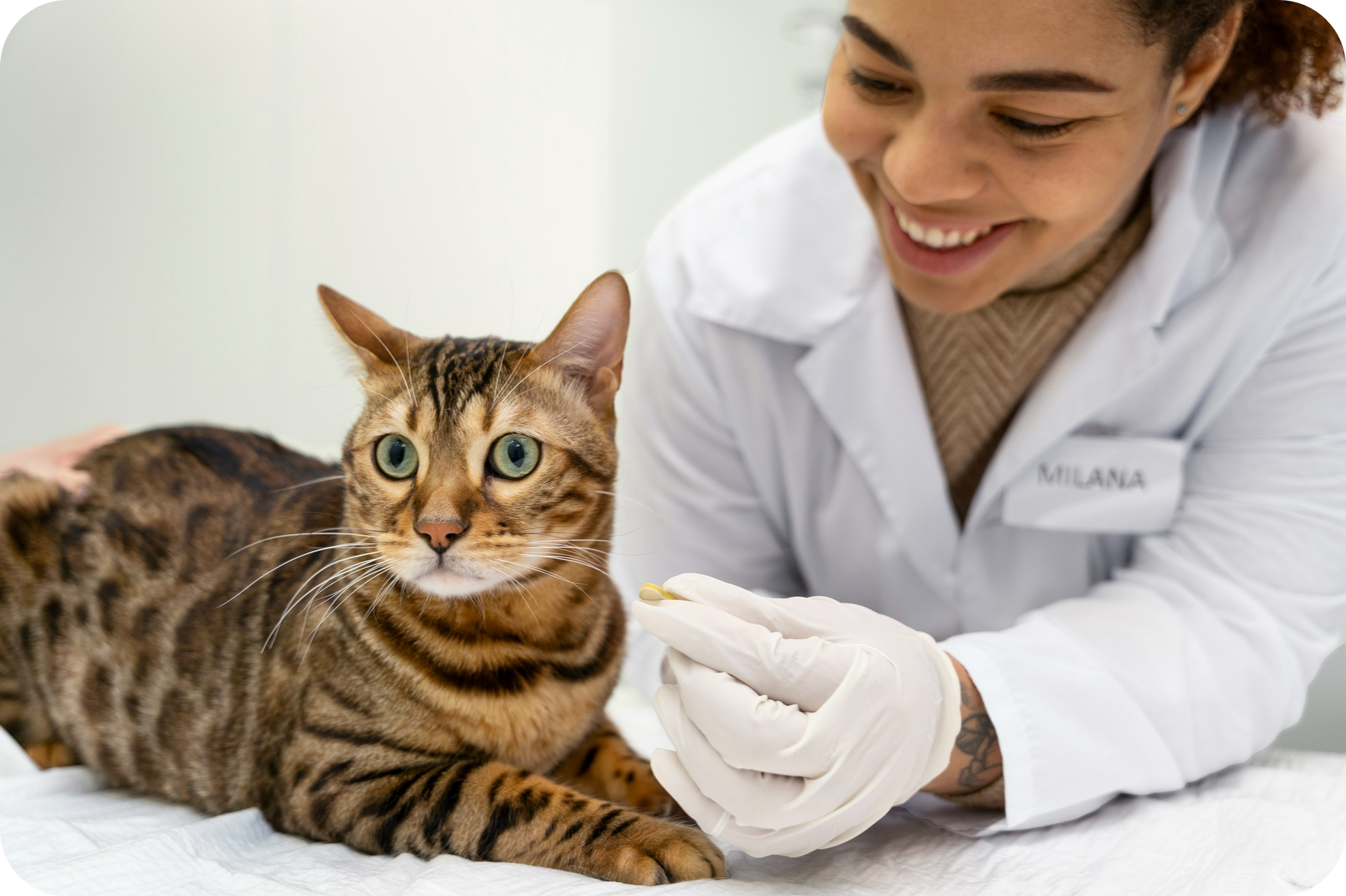 The Role of Genetics in Purebred Cat Health: What You Need to Know