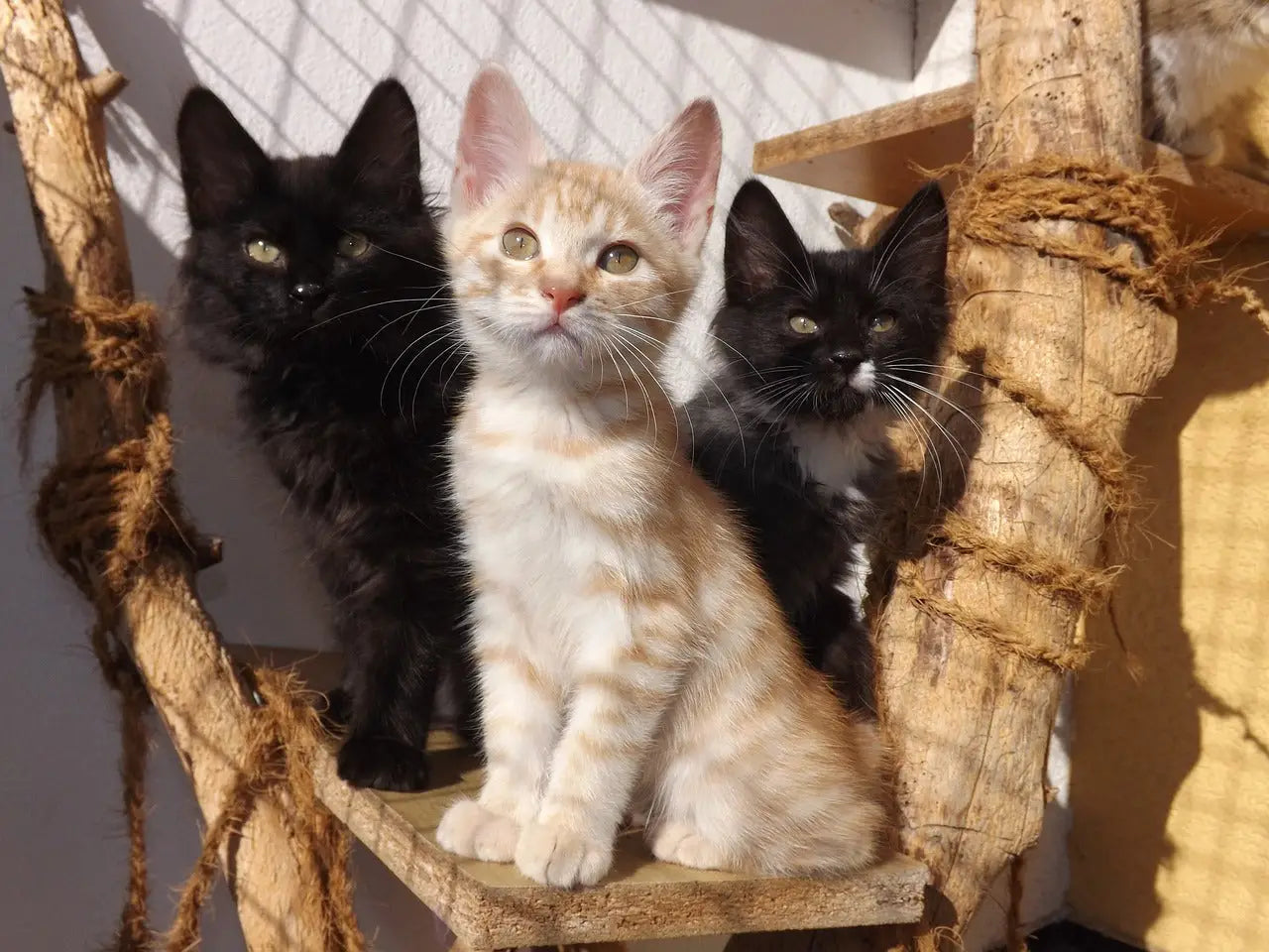 Three playful Japanese Bobtail kittens lounging on a rope-wrapped wooden structure.