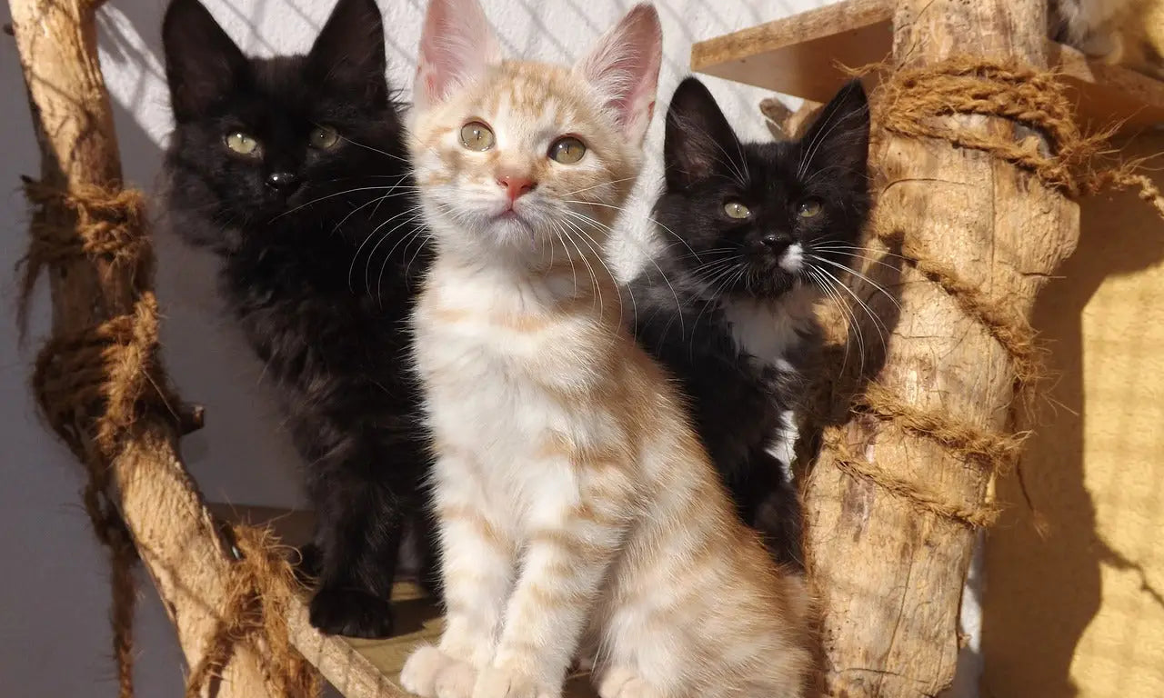 Three playful Japanese Bobtail kittens lounging on a rope-wrapped wooden structure.