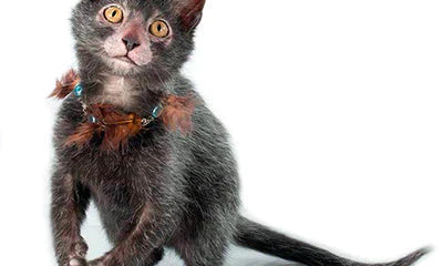 Gray kitten in a colorful feathered collar representing the charm of Lykoi cats.