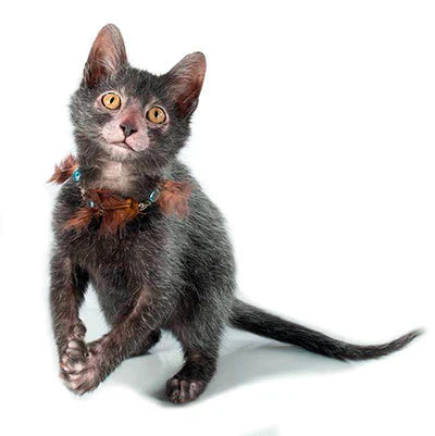 Gray kitten in a colorful feathered collar representing the charm of Lykoi cats.