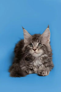 Maine Coon Cat and Other Pets: Tips for Harmony