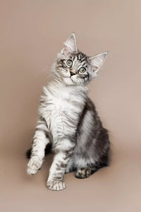 Maine Coon Cat Names: Choosing the Perfect Moniker