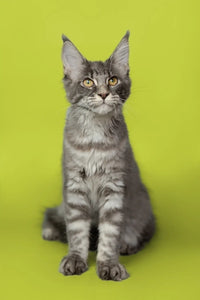 Maine Coon Cats and Allergies: What You Need to Know