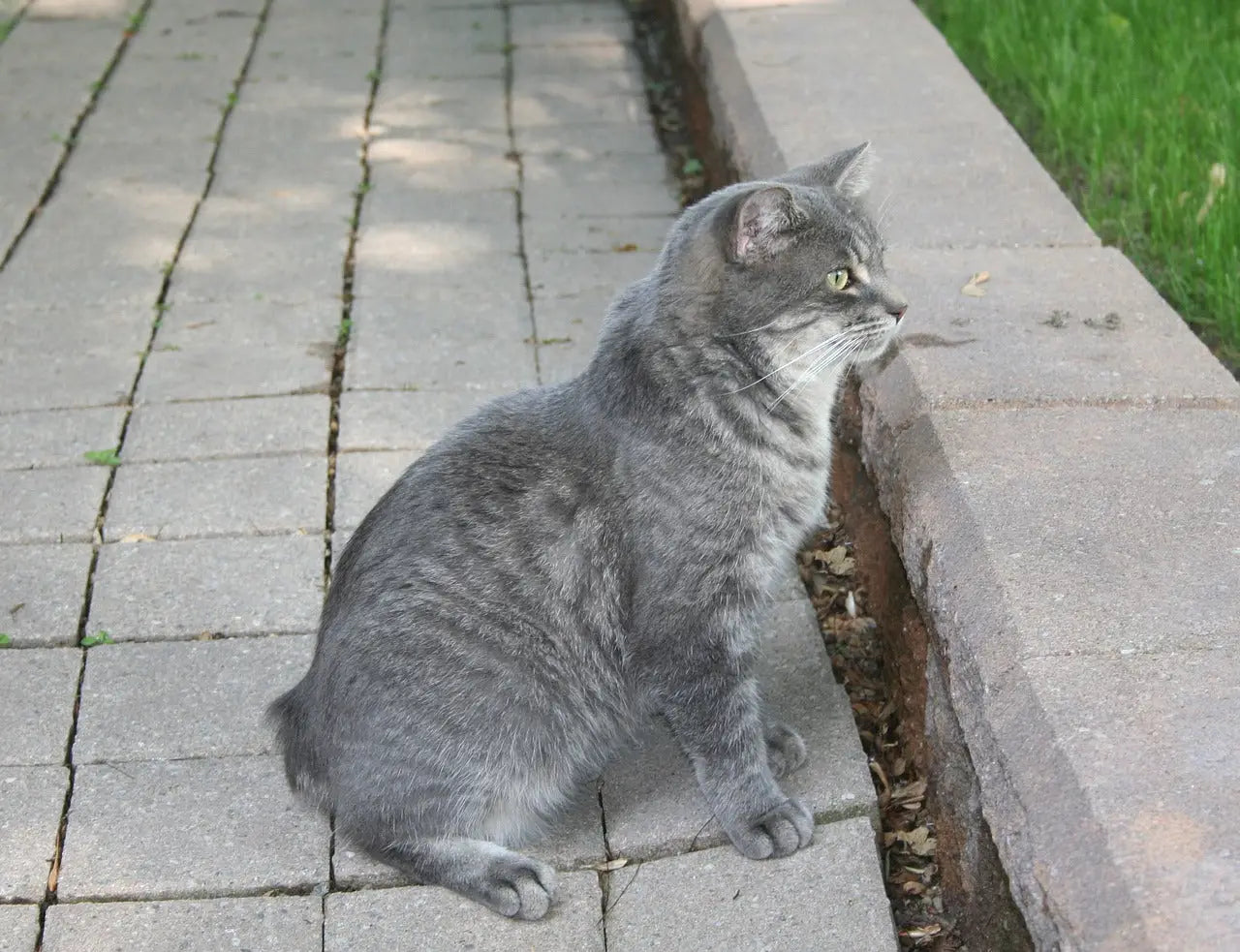 Gray tabby cat relaxing on pavement, exploring the world of Manx cats and tailless wonders.