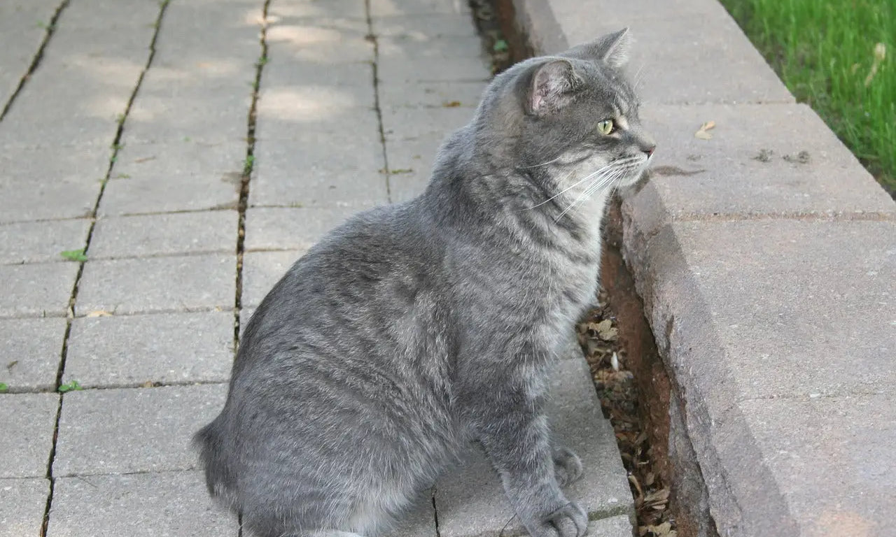 Gray tabby cat relaxing on pavement, exploring the world of Manx cats and tailless wonders.