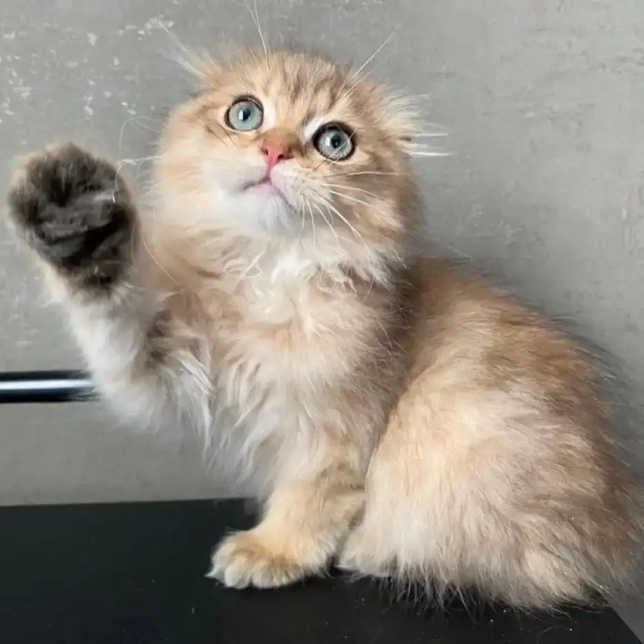 Fluffy cream-colored Scottish Fold kitten with blue eyes playfully raising its paw.