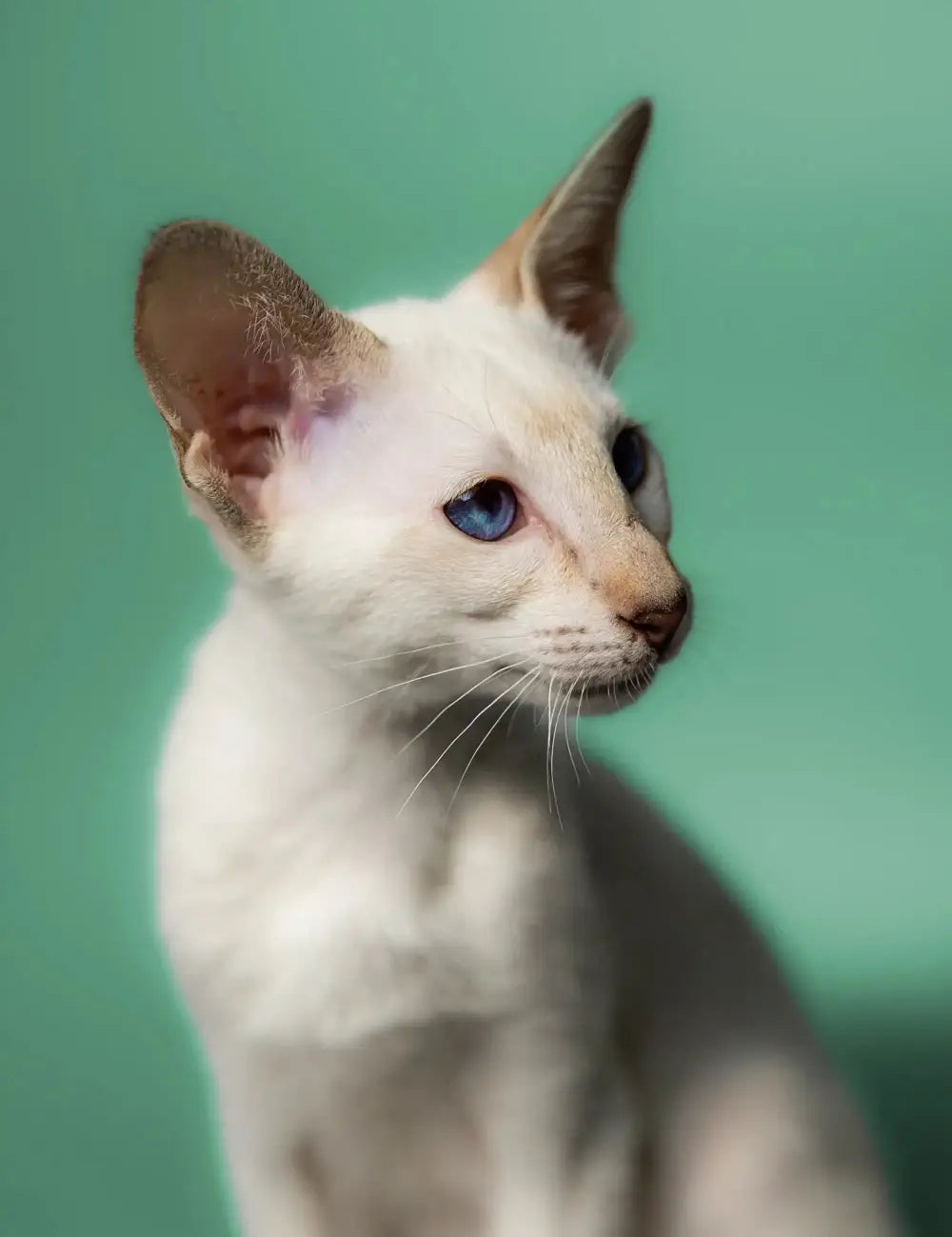 Siamese cat with blue eyes showcasing playful oriental cat behavior and communication skills