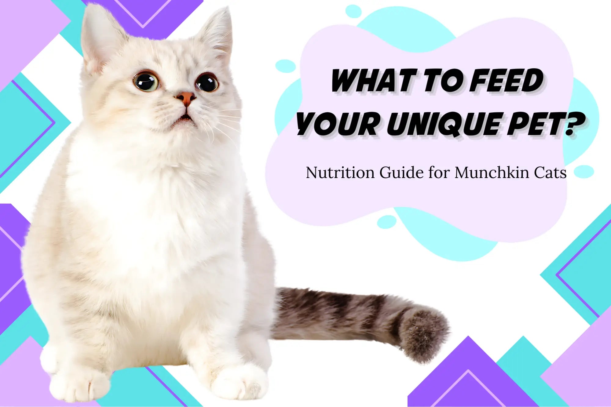 Nutrition Guide for Munchkin Cats: What to Feed Your Pet - Munchkin Cat Skin Allergy Diet
