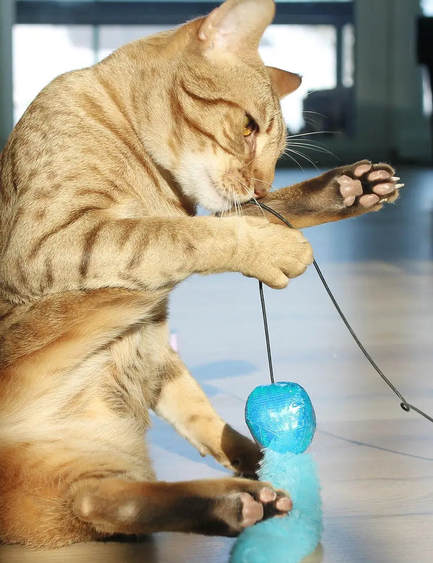 Ginger-colored Ocicat cat playing with a blue toy on a string, showcasing its playful charm.