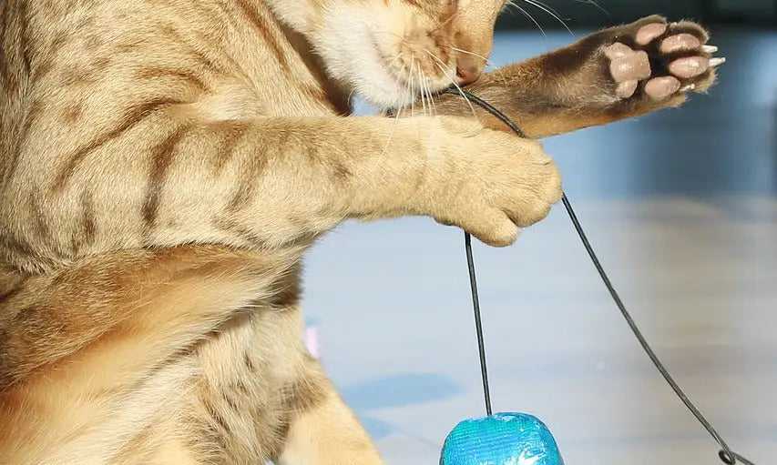 Ginger-colored Ocicat cat playing with a blue toy on a string, showcasing its playful charm.