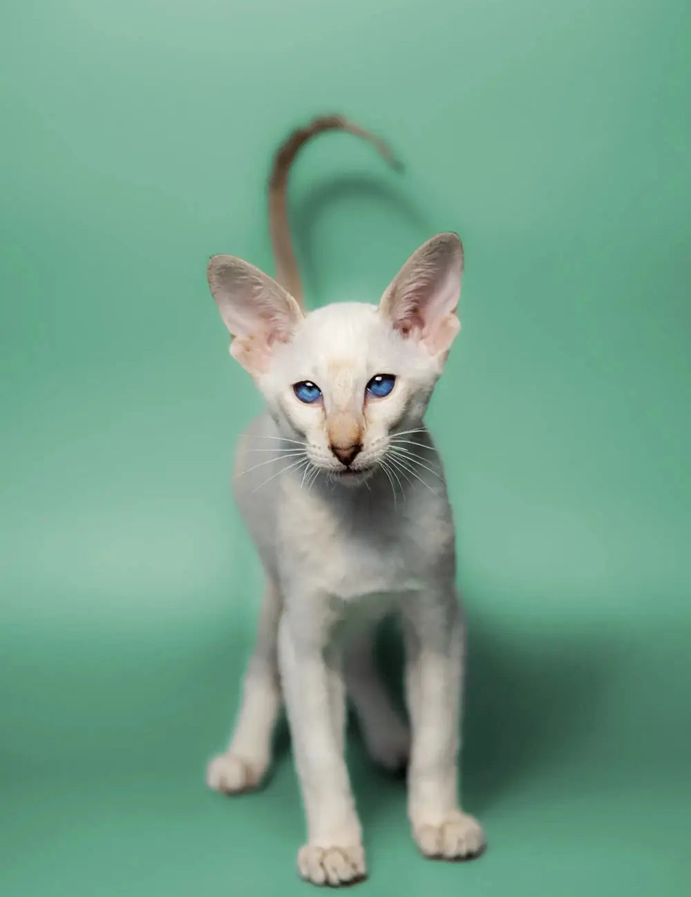 White Siamese kitten with blue eyes and big ears, purring for oriental cat care tips.