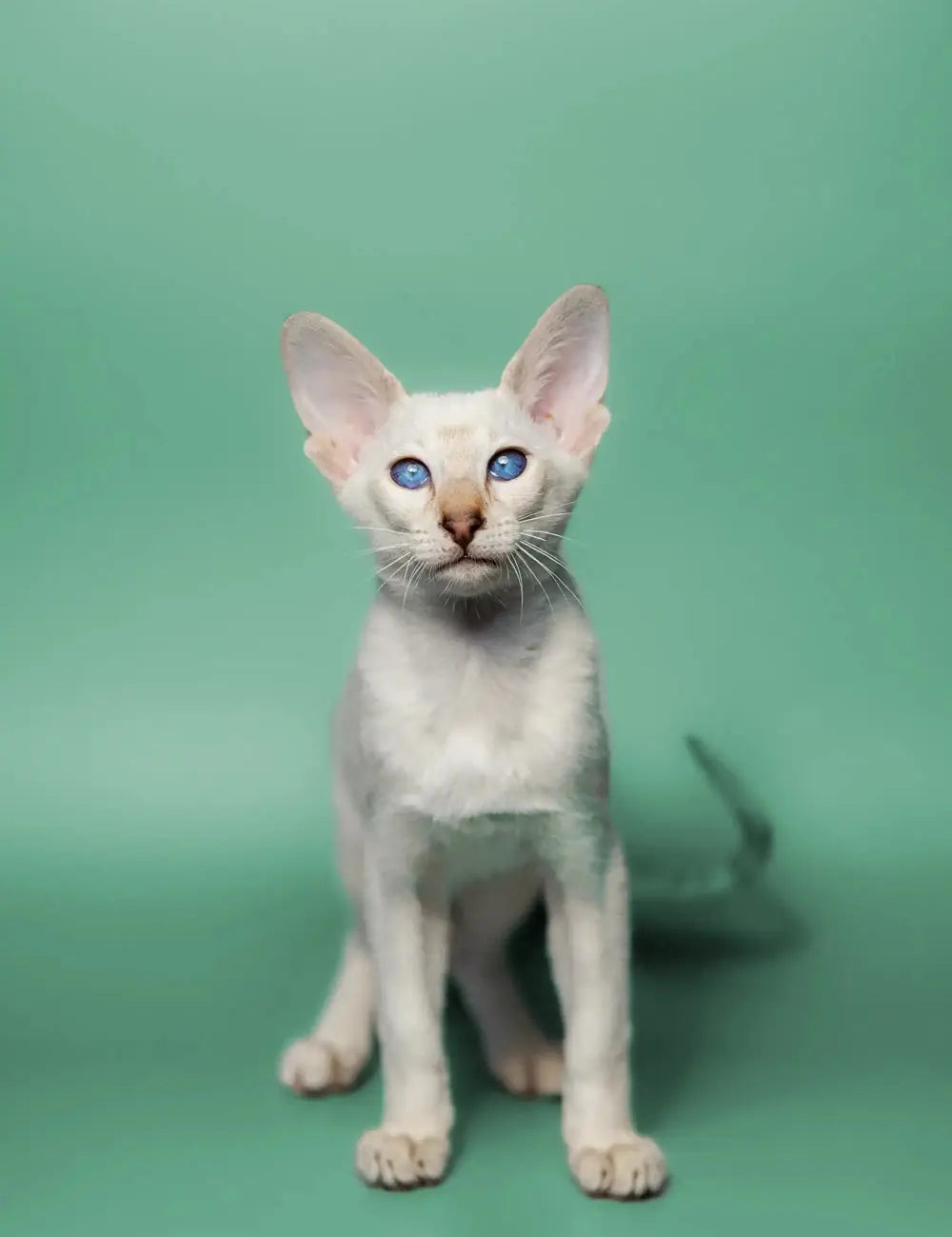 White Oriental cat with blue eyes and big ears sitting upright, perfect for grooming tips.