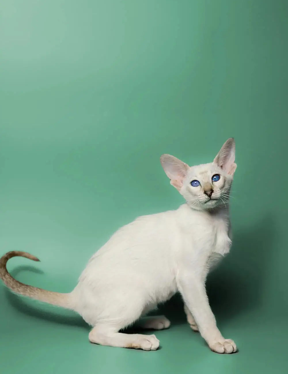 White Siamese kitten with blue eyes and curled tail, perfect for Oriental cat lovers.