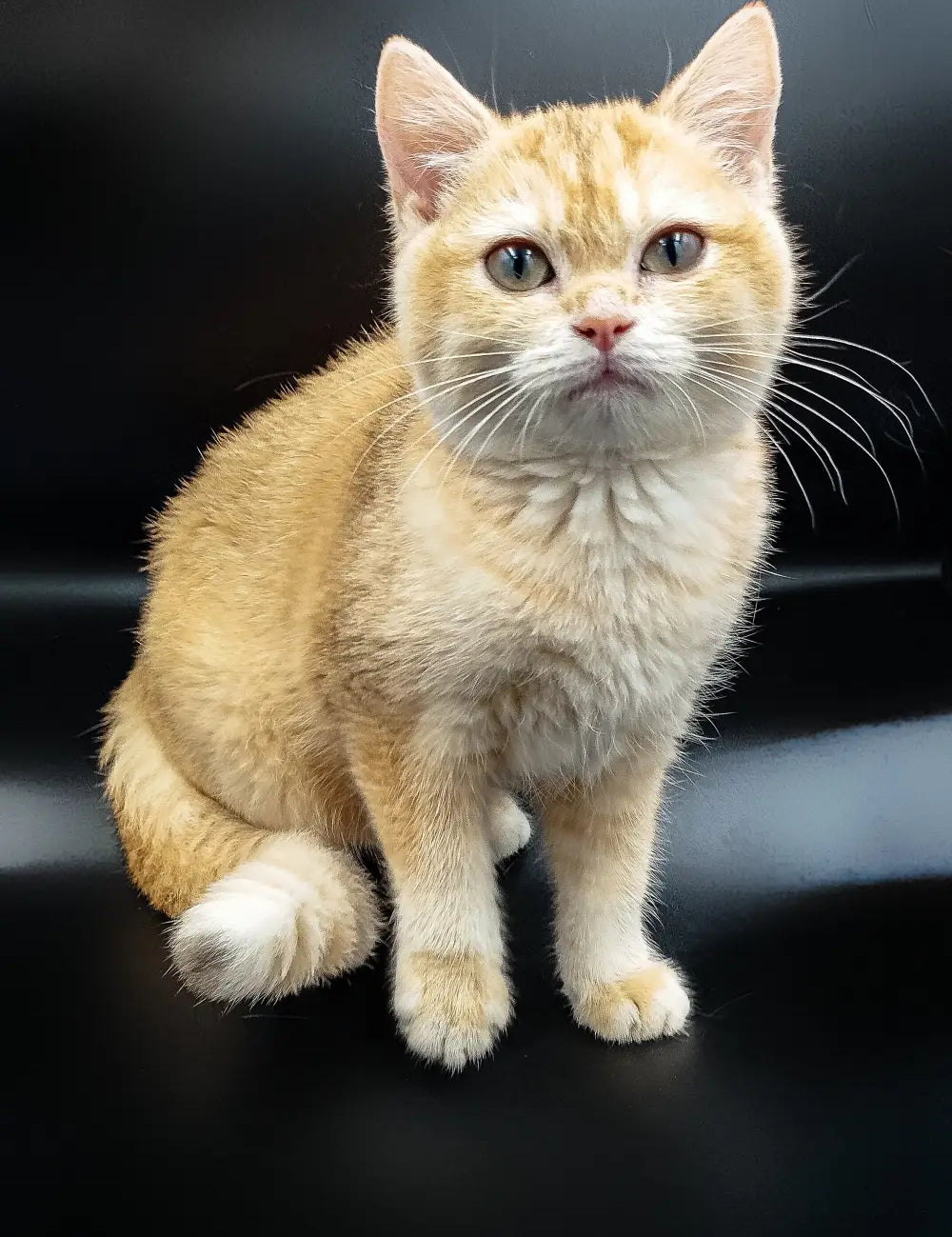 Cream-colored British Shorthair cat with blue eyes, perfect for care tips article.