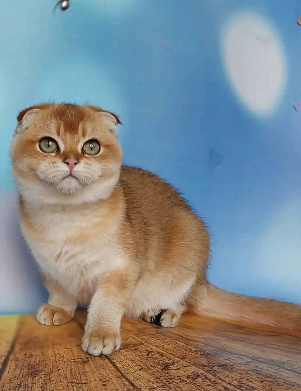 Scottish Fold cat with orange and white fur chilling on a wooden surface.