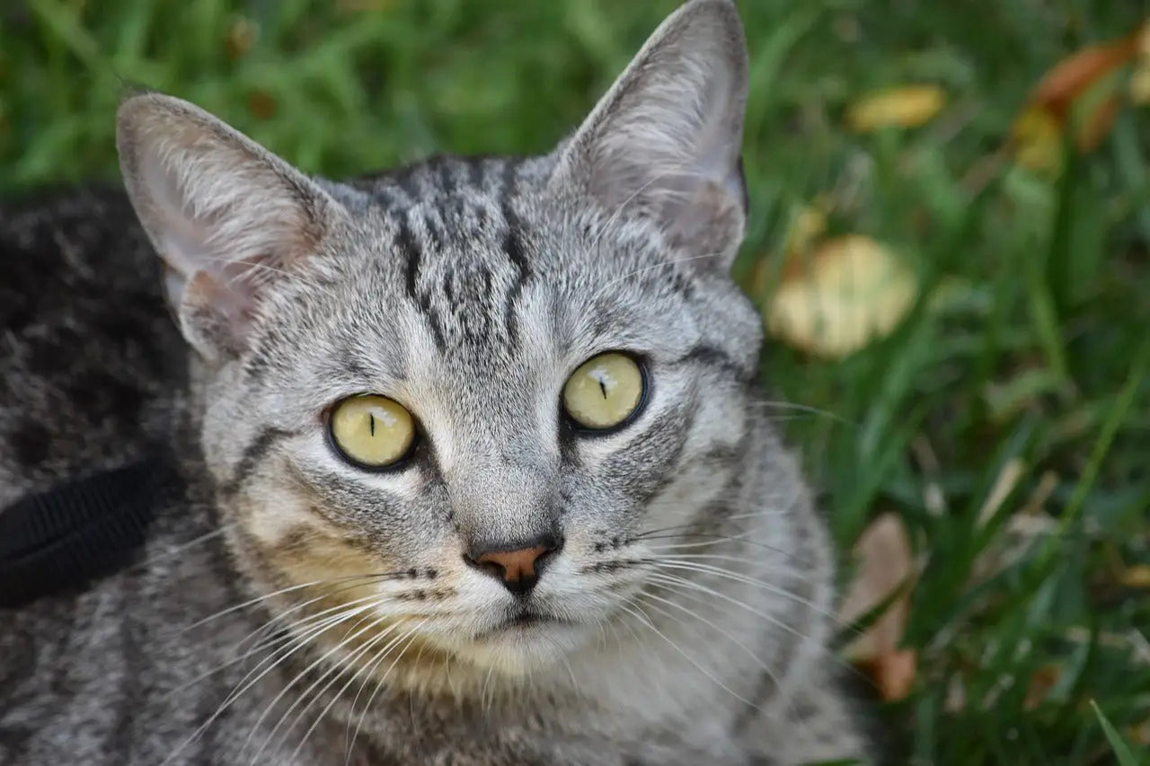 Gray tabby Pixiebob cat with stunning yellow-green eyes in a guide to purebred kitties.