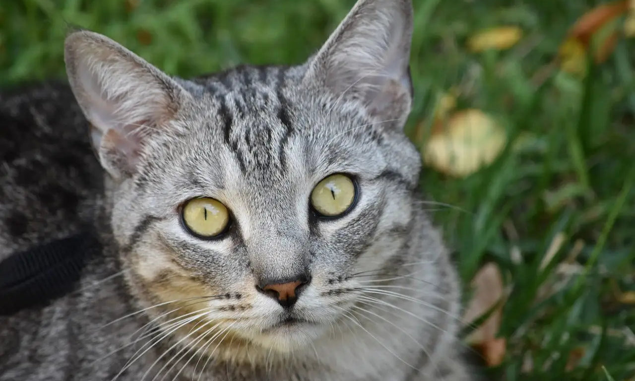 Gray tabby Pixiebob cat with stunning yellow-green eyes in a guide to purebred kitties.