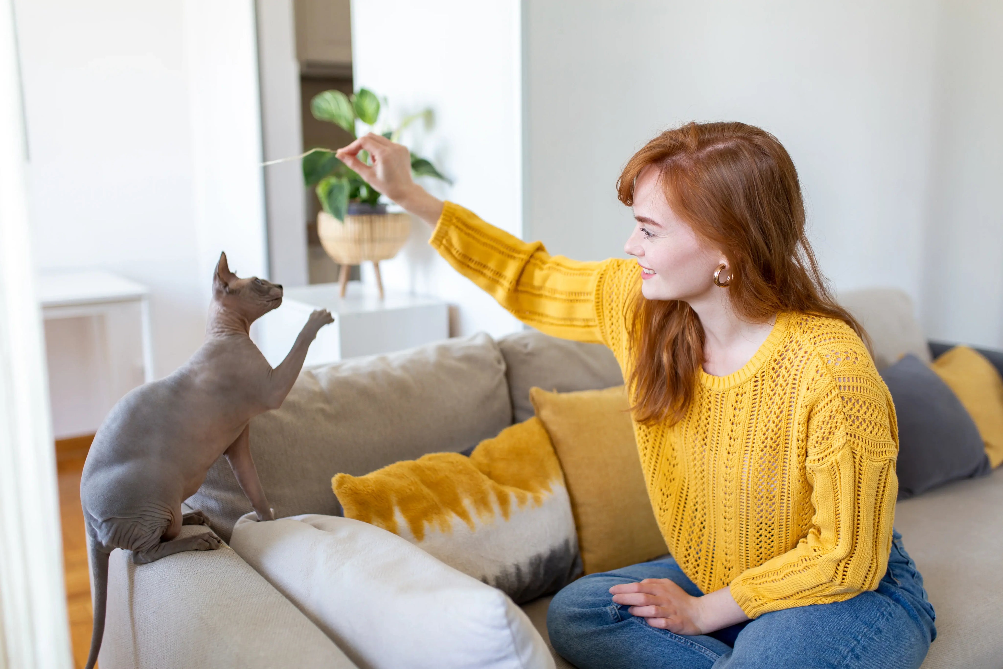 Ultimate Purebred Kitten Training Guide: Mastering Behavior & Obedience