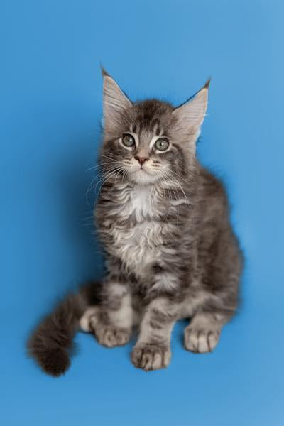 Queen of the Coons: Exploring the Unique Charms of Female Maine Coon Personalities