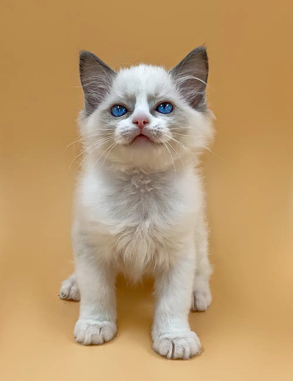 Ragdoll Cat Care: A Guide for First-Time Cat Parents