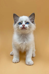 Ragdoll Cat Care : A Guide for First-Time Cat Parents