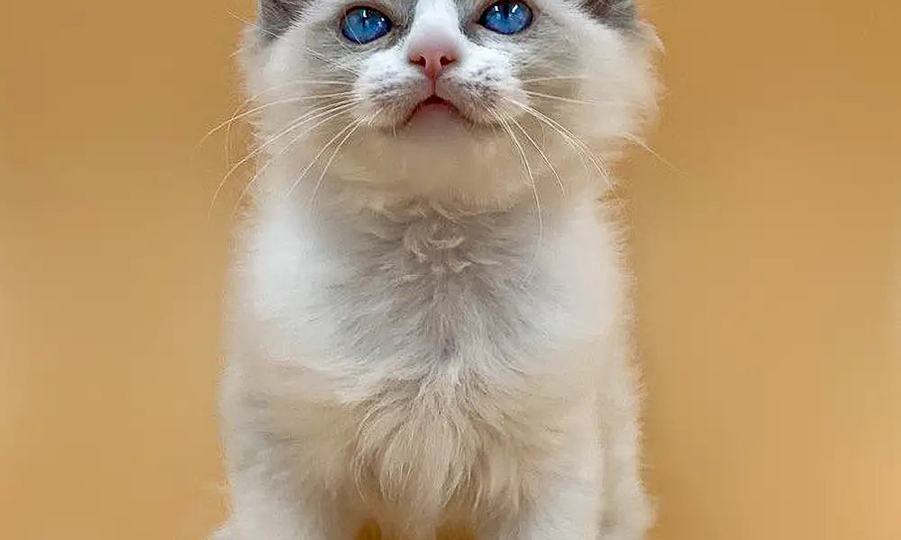 White Ragdoll cat with blue eyes and gray-tipped ears, perfect for first-time cat parents.