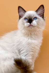 Ragdoll Cat Personality Traits: From Playful Paws to Gentle Purrs