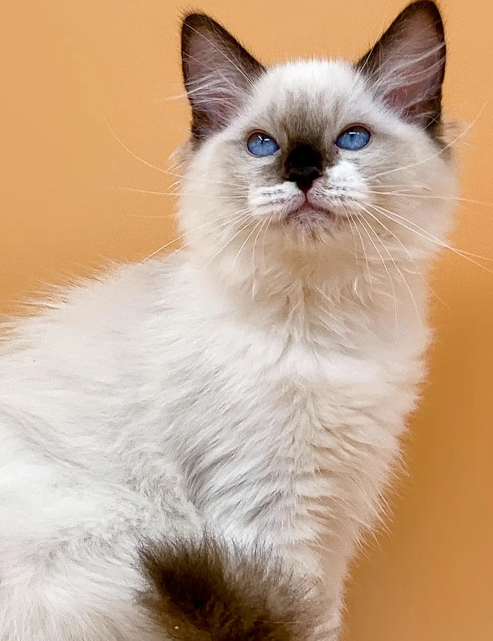 Siamese cat with blue eyes and fluffy fur highlights Ragdoll cat personality traits.