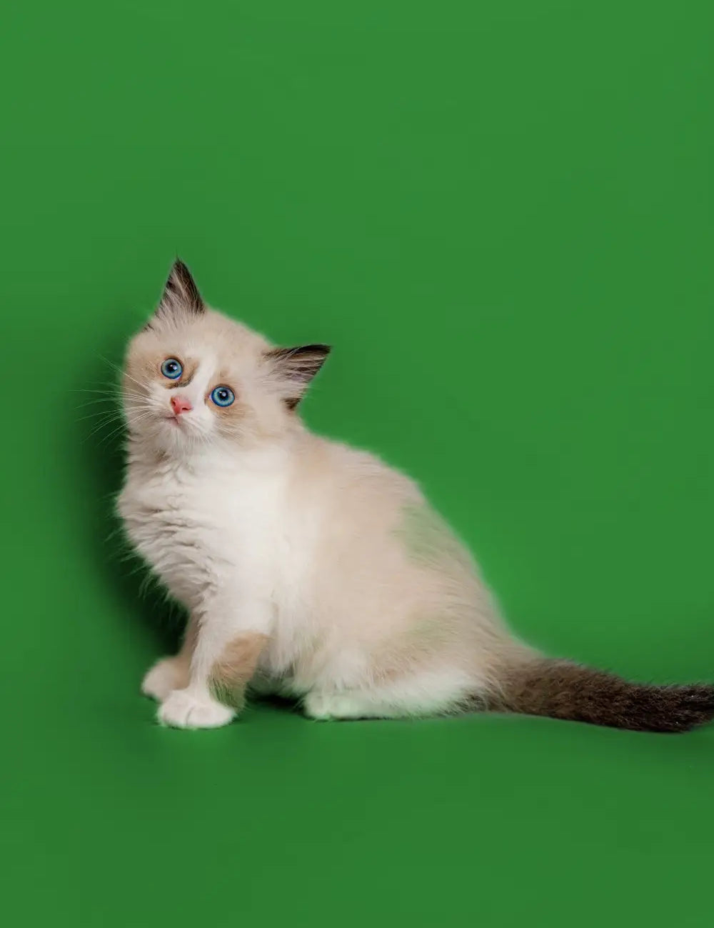 Fluffy Ragdoll cat with blue eyes and dark-tipped ears in cute pose.