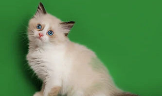 Fluffy Ragdoll cat with blue eyes and dark-tipped ears in cute pose.