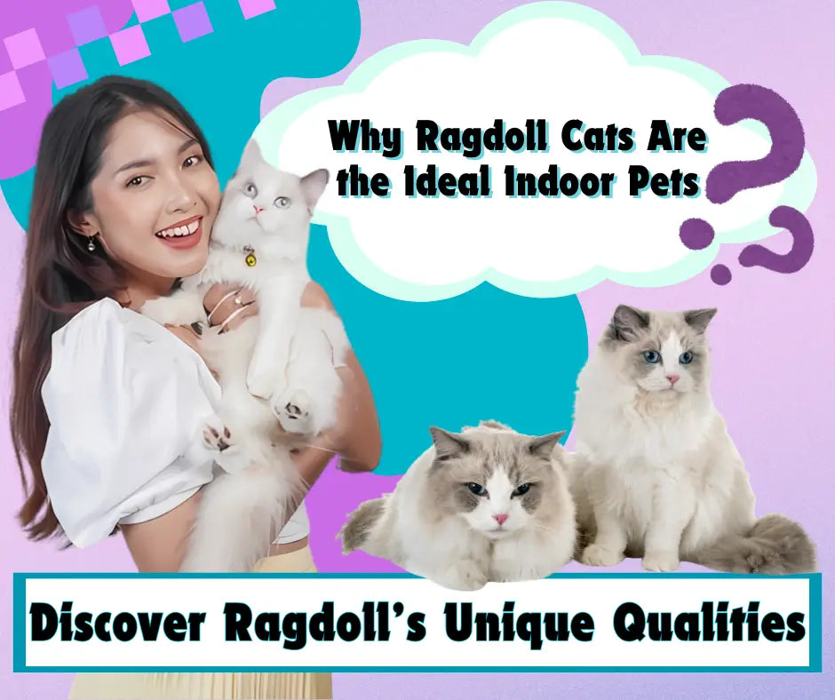 Woman with a Ragdoll cat showcases why Ragdolls make perfect indoor pets.