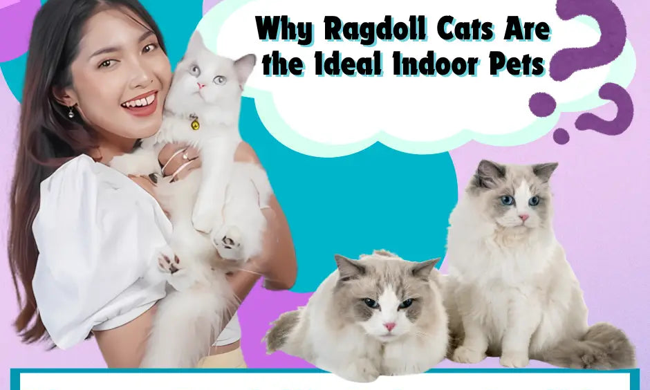 Woman with a Ragdoll cat showcases why Ragdolls make perfect indoor pets.